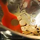 SA Chefs Explore Sustainable Palm Oil with Norte-Eurocao